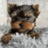 Teacup yorkie for sale up to $400 in Houston