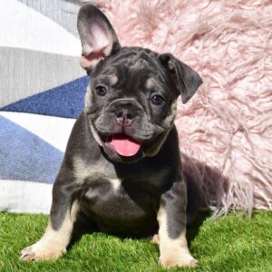 French bulldog puppies for sale in TN under $500