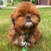 Shih tzu puppies for sale under $300 Houston