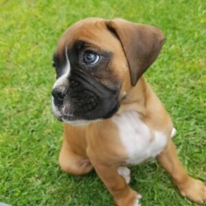 Boxer puppies for sale near me under $500