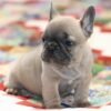 French bulldog puppies for sale in GA under $500
