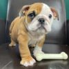 English bulldog puppies for sale in pa under $500