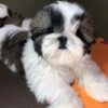 Shih tzu puppies for sale under $800