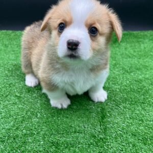 corgi near me for sale