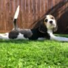 Beagle puppies for sale under $300