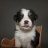Corgi puppy for sale