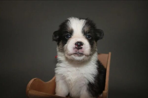 Corgi puppy for sale