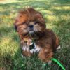 Shih tzu puppies for sale under $300 Houston
