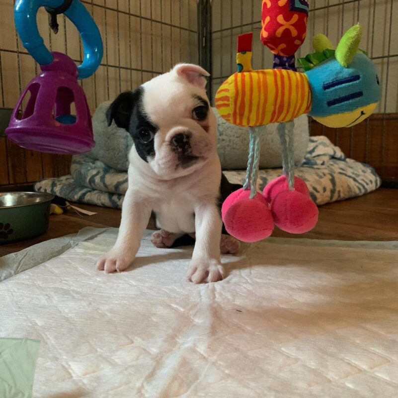 Boston terrier puppies for sale under $500/Boston Terrier Breeders