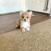 Corgi puppies for sale under $200
