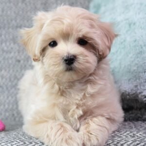 Maltipoo puppies for sale near me under 500
