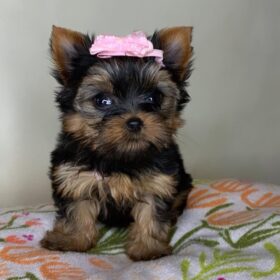 Yorkies for sale under $500 near me