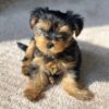 Yorkie puppies for sale in Michigan under $500