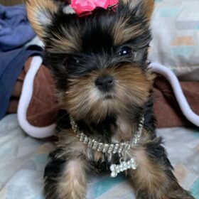 Teacup Yorkie Terrier