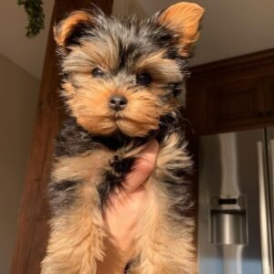 Yorkie puppies price