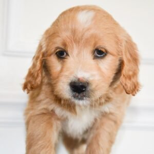Mini goldendoodle puppies for sale under $500