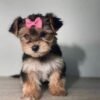 Yorkie puppies for sale in Michigan under $500