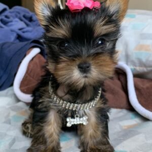 Yorkies for sale under $500 near me