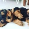 Yorkie puppies for sale in Maryland under $500
