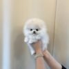 Pomeranian puppies for sale in ohio under $400