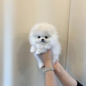 Pomeranian puppies for sale in ohio under $400