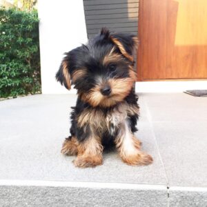 Yorkie puppies for sale in Maryland under $500