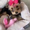 Teacup yorkie for sale up to $400 in Georgia