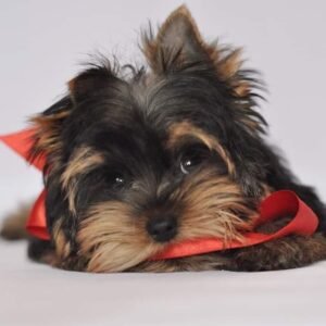 Teacup yorkie price