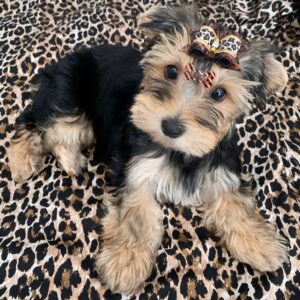Teacup yorkie for sale up to $400 in Georgia
