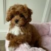 Cavapoo puppies for sale under $300