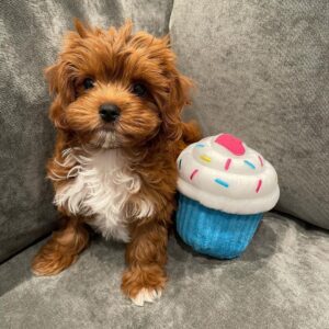 Cavapoo puppies for sale under $300
