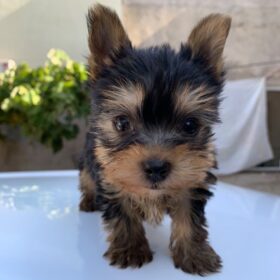 Teacup yorkies near me for sale