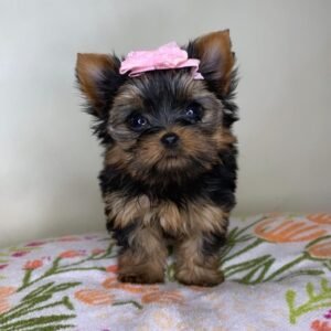 Yorkies for sale under $500 near me