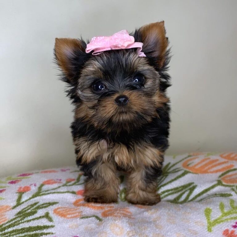 yorkies-for-sale-under-500-near-me-yorkies-for-sale-under-500