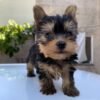 Teacup yorkies near me for sale