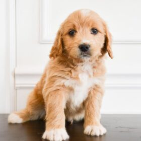 Mini goldendoodle puppies for sale under $500