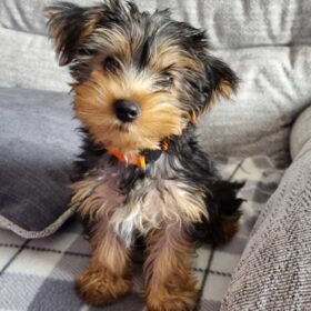 Teacup yorkie for sale