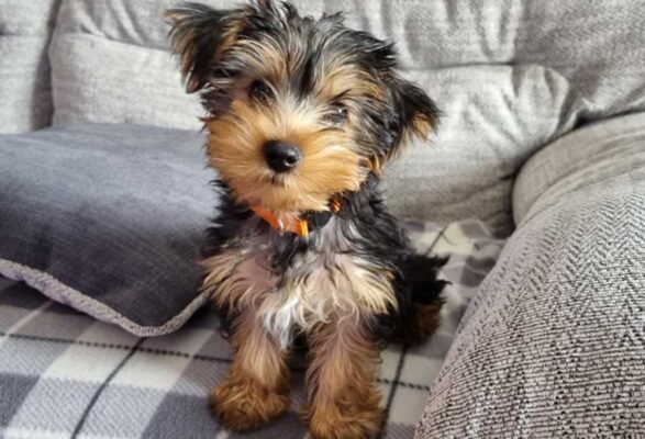 Yorkshire Terrier Puppies