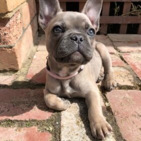 Puppies for sale el paso