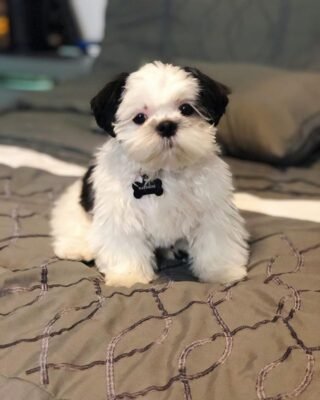 puppies for sale in philadelphia