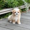 Teacup maltipoo for sale near me