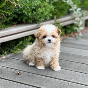 Teacup maltipoo for sale near me