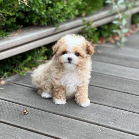 Teacup maltipoo for sale near me