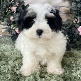 White morkie