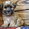 Morkie puppies for sale by owner