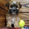 Morkie puppies for sale by owner