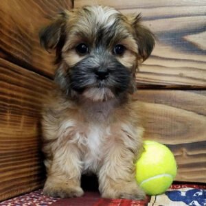 Morkie puppies for sale by owner