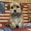 Morkie poo puppies for sale