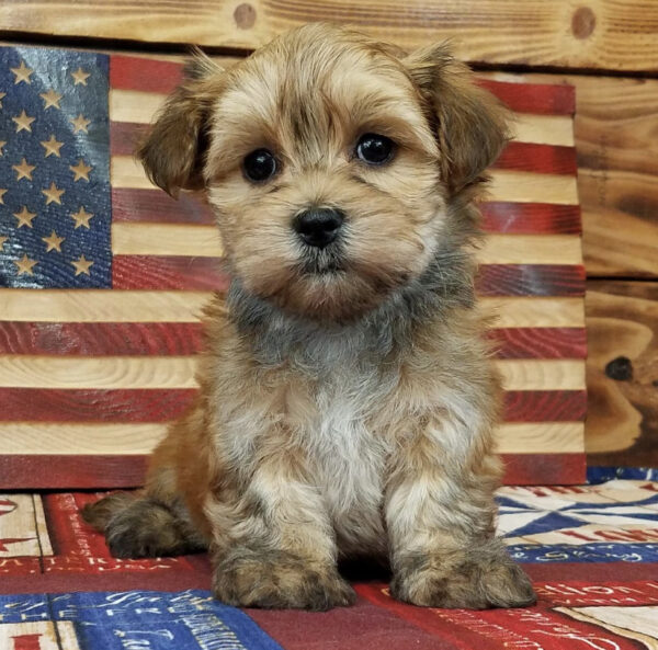 Morkie poo puppies for sale
