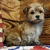 Morkie poo puppies for sale